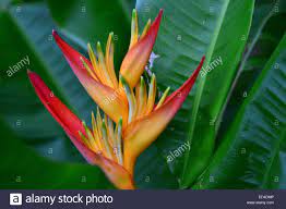 Heliconia Hybrid High Resolution Stock Photography And Images Alamy