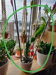 Check spelling or type a new query. I Was Not Ready For The Responsibility Of A Dragon Fruit Any Tips Before I Move It Into A Bigger Pot Cactus