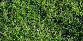 The age calculator lets you find out exactly how old you are (or were (or will be)). How To Top Dress Your Lawn Turfco