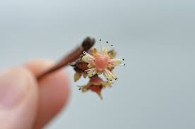 Image result for Homalium abdessammadii