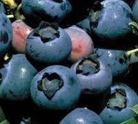 O'neal's large dark blue fruit is considered the best tasting of the southern highbush varieties and flavor will not deteriorate under hot weather conditions. O Neal Southern Highbush Blueberry 1 Gallon Shrub Fruit Blueberry Bushes Southern Highbush Gardener Direct