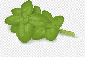 vegetable graphy food illustration cartoon green mint leaves watercolor leaves leaf tomato png pngwing vegetable graphy food illustration