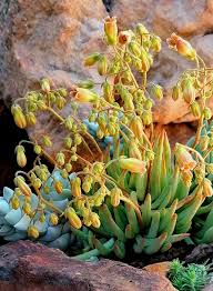 Image result for Meiostemon