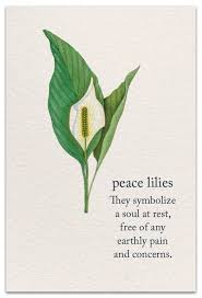 Meanings Of Life Page 4 Of 9 Cardthartic Flower Quotes Peace Lily Flower Meanings