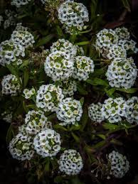 Check spelling or type a new query. 14 Fast Growing Flowers That Bloom Quickly Essential Home And Garden