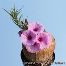 Image result for Ipomoea bolusiana