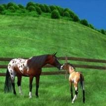 And even if you are not a real professional gamer, it really doesn`t matter. Awesome Online Horse Games