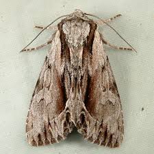 Image result for Hyppa rectilinea