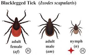 A Much Worse Tick Season Predicted Local