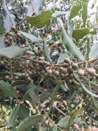 Image result for Euclea crispa