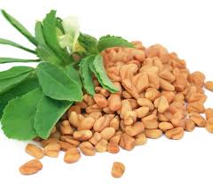 Image result for Trigonella