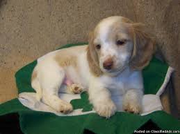 Our dogs our companions first. Akc Miniature Dachshund English Cream Piebald Puppy Price 699 00 For Sale In Chillicothe Illinois Best Pets Online