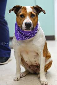 URGENT ‼️‼️ Unfortunately, dogs keep coming into the shelter in such high  numbers that we no longer have space to put another dog. We are over  capacity as it is, trying