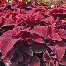 Image result for Coleus
