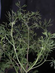 Image result for Apium leptophyllum