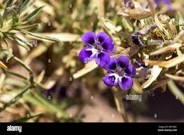 Image result for Aptosimum marlothii