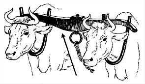 What Is Yoke In The Bible Meaning Of Jesus Teaching