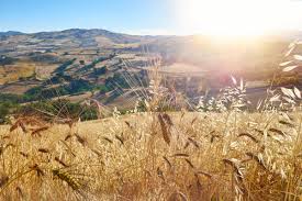 Sicilia sɪˈʃiːlja) is the largest island in the mediterranean sea and one of the 20 regions of italy.it is one of the five italian autonomous regions and is officially referred to as regione siciliana. Sizilien Twitter Search