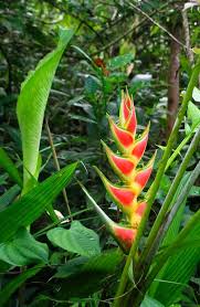 This newly available 3 bedroom casa shares the jungle hillside above tulemar beach, offering extensive views of one of costa rica's best coastlines. Jungle Heliconia Heliconia Tropical Plants Plants