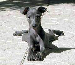 We did not find results for: Researchbreeder Com Find Greyhound Puppies For Sale Genetic Testing Done