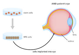 What Is A Stem Cell Facts Yourgenome Org