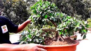 Bonsai is the art of growing miniature trees in small pots. Reporting Bonsai Tree Ficus Micropara How To Make Bonsai Reporting And How To Grow Bonsai Bonsai Tree Ficus