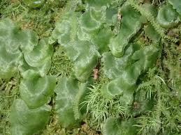 Image result for Didymoglossum
