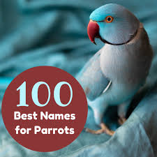 Also, please honor the copyrights of articles and photos we have received permission to use. What Are Good Parrot Names 100 Name Ideas For Macaws And More Pethelpful By Fellow Animal Lovers And Experts