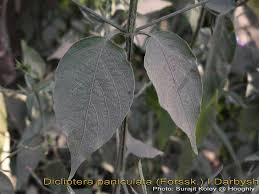Image result for Dicliptera paniculata