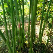 Itulah persoalan yang saya fikir semasa kali pertama melihat usaha memproses bunga kantan menjadi produk cangih 'pes kantan'. Anak Pokok Bunga Kantan Pink Sudah Siap Disemai Shopee Malaysia