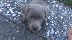 Check spelling or type a new query. The Truth You Need To Know About Silver Labs K9 Web