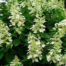 Image result for Gaertnera paniculata