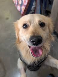 MINI GOLDEN RETRIEVER FOUND AS A STRAY, READY FOR A HOME! This sweet 2 year  old and 22lb Mini Golden Retriever mix was found all alone