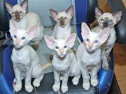 Siamese Kittens For Sale Oriental Shorthair Cats Siamese Kittens Siamese Cats