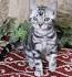 American Shorthair Kittens for Sale | Silver Tabby