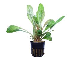 Image result for Samolus