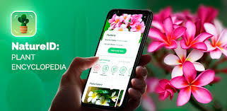 This plant identification app recognizes flowers, trees, mushrooms, and more. Natureid Plant Identification Apps On Google Play