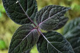 Image result for Mikania