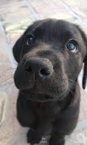 technical sandals cute dogs black labrador retriever labrador retriever dog