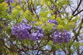 This image is what a seed pod from a jacaranda tree looks like. Rp Seeds Jacaranda Mimosifolia Blue Jacaranda 25 Seeds 2 20