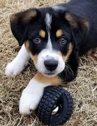 After I Left For College And Took My Cat With Me My Parents Decided To Get A Puppy Reddit Meet King Zurich Http Ift Tt 2fkffs Puppies Cute Animals Cute Dogs