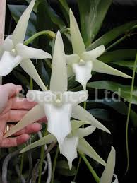 Image result for Angraecum