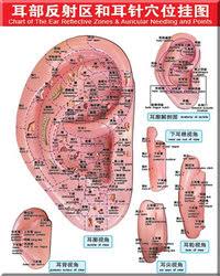 Chart Of The Ear Reflective Zones Auricular Needing And Points