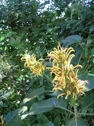Image result for Justicia aurea