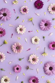 Purple Flower Background By Ruth Black Wallpaper Bunga Iphone Wallpaper Bunga Aster Kartu Bunga