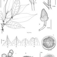 Image result for Polyceratocarpus gossweileri