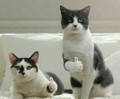 Cat Cats Funny 9gag Goruntuler Ile Komik Hayvanlar Komik Hayvan Fotograflari Kediler Ve Yavrulari