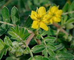 Image result for Zygophyllaceae