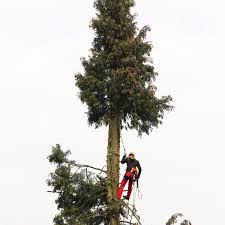 Hat der baum mehrere stämme, sagt die verordnung, dass ein stamm eine breite von mindestens 40 cm haben muss und alle stämme zusammen geringstenfalls 80 cm. Haufige Fragen Zur Baumfallung In Berlin Und Brandenburg