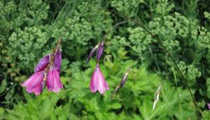 Image result for Dierama cupuliflorum